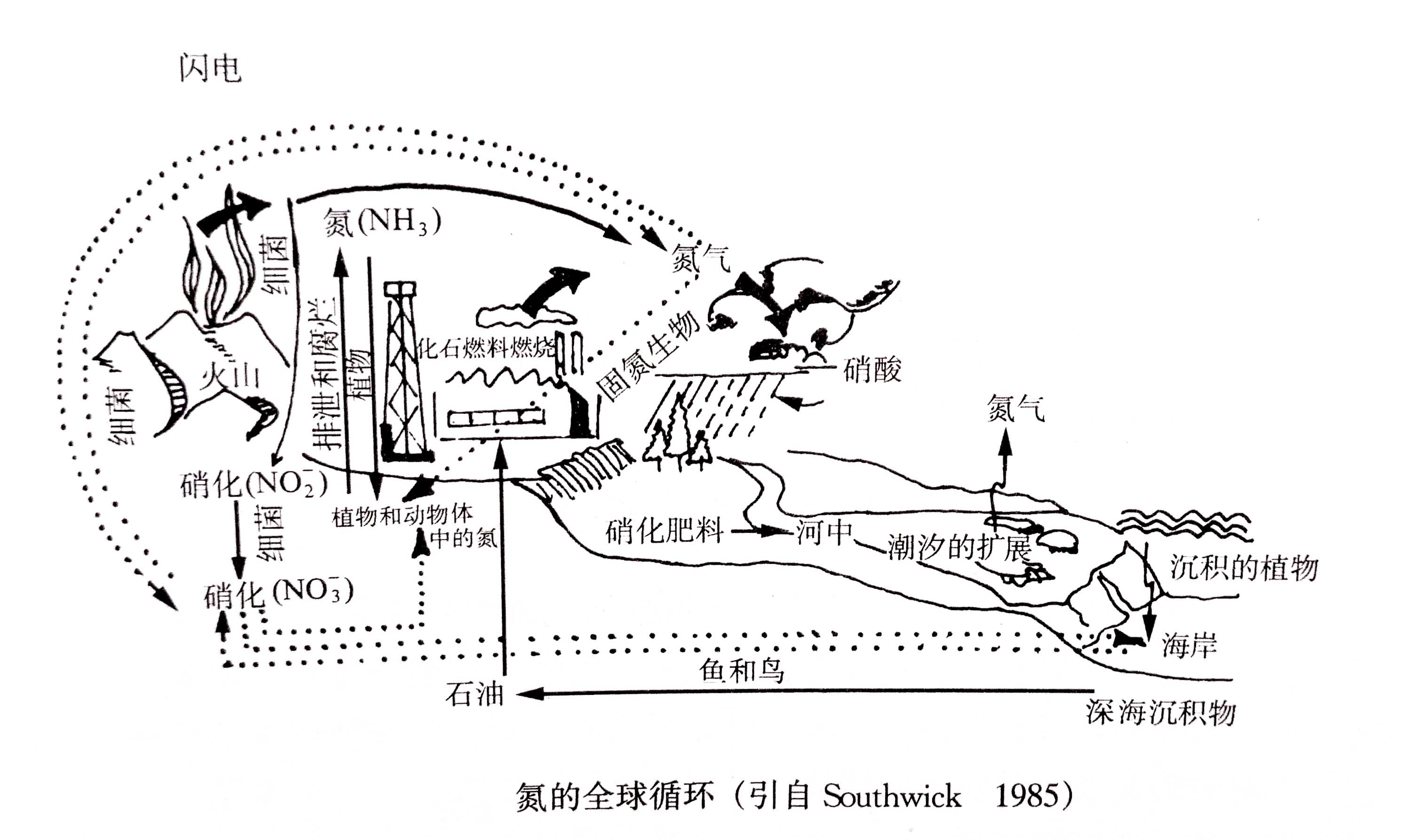 生态系统的物质循环——氮、磷、硫循环